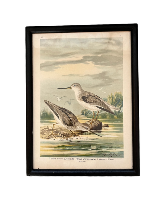 Birds Print in Dark Frame IV