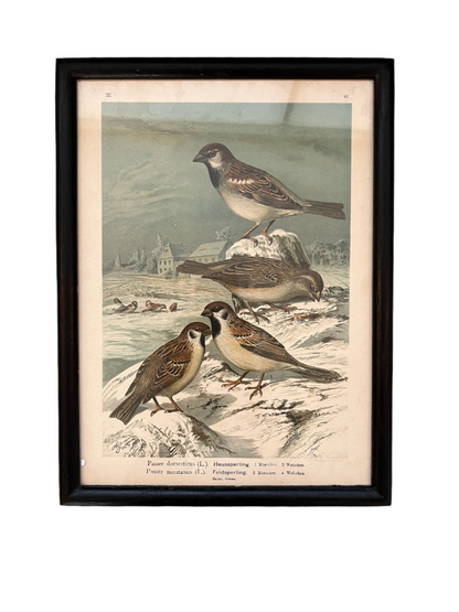 Birds Print in Dark Frame I