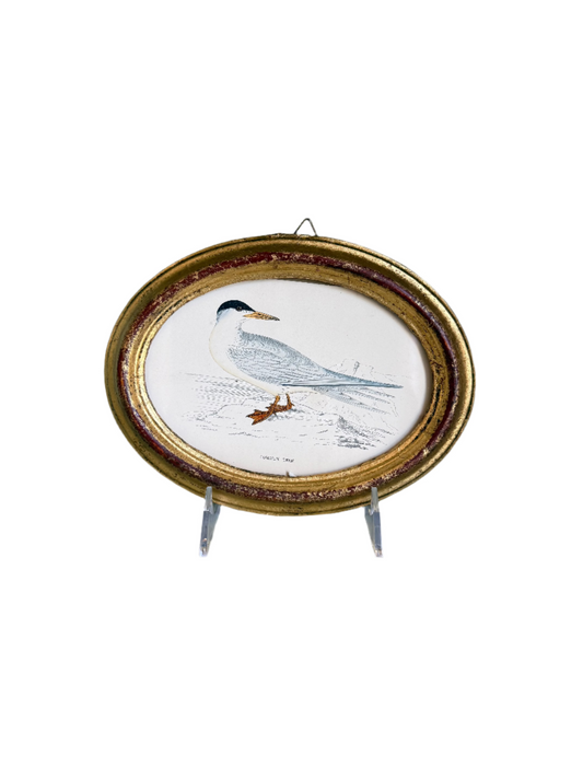 Antique Framed Oval Bird Print